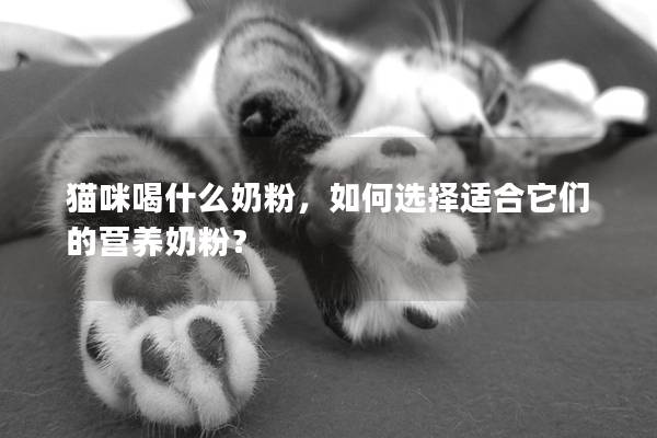 猫咪喝什么奶粉，如何选择适合它们的营养奶粉？