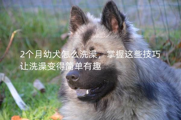 2个月幼犬怎么洗澡，掌握这些技巧让洗澡变得简单有趣