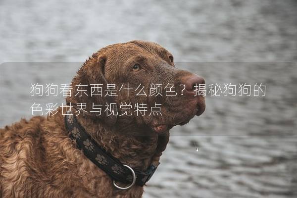 狗狗看东西是什么颜色？揭秘狗狗的色彩世界与视觉特点