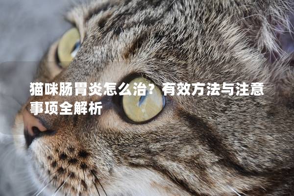 猫咪肠胃炎怎么治？有效方法与注意事项全解析