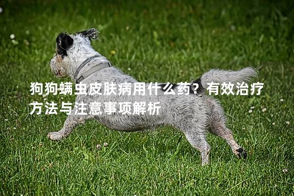 狗狗螨虫皮肤病用什么药？有效治疗方法与注意事项解析