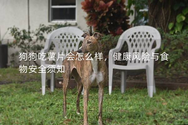 狗狗吃薯片会怎么样，健康风险与食物安全须知