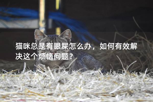 猫咪总是有眼屎怎么办，如何有效解决这个烦恼问题？