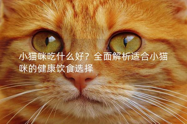 小猫咪吃什么好？全面解析适合小猫咪的健康饮食选择