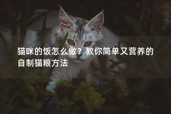 猫咪的饭怎么做？教你简单又营养的自制猫粮方法