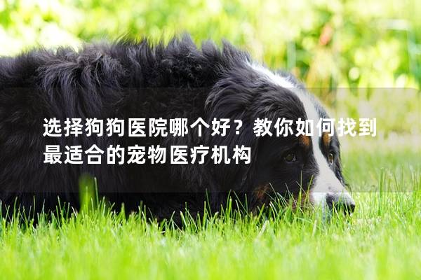 选择狗狗医院哪个好？教你如何找到最适合的宠物医疗机构