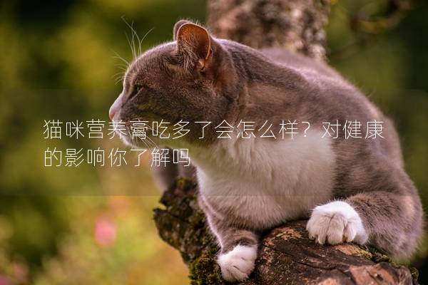 猫咪营养膏吃多了会怎么样？对健康的影响你了解吗