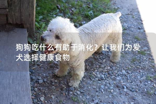 狗狗吃什么有助于消化？让我们为爱犬选择健康食物