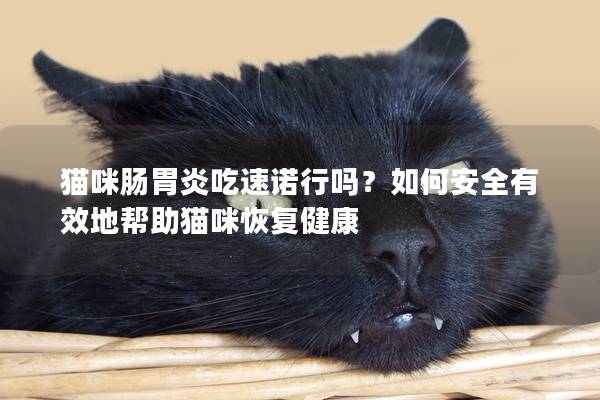 猫咪肠胃炎吃速诺行吗？如何安全有效地帮助猫咪恢复健康