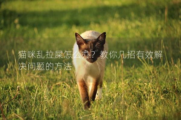 猫咪乱拉屎怎么办？教你几招有效解决问题的方法