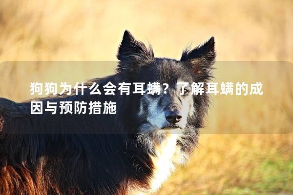 狗狗为什么会有耳螨？了解耳螨的成因与预防措施