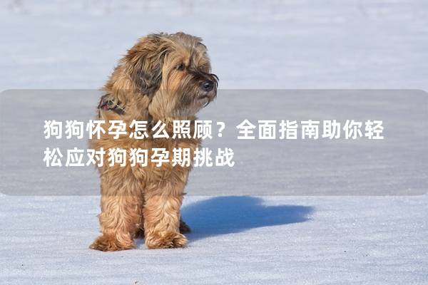 狗狗怀孕怎么照顾？全面指南助你轻松应对狗狗孕期挑战