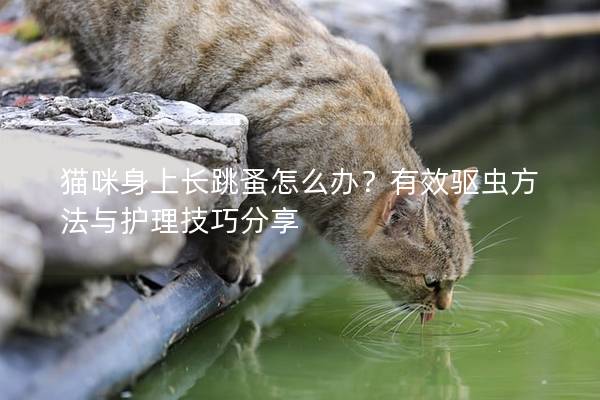 猫咪身上长跳蚤怎么办？有效驱虫方法与护理技巧分享