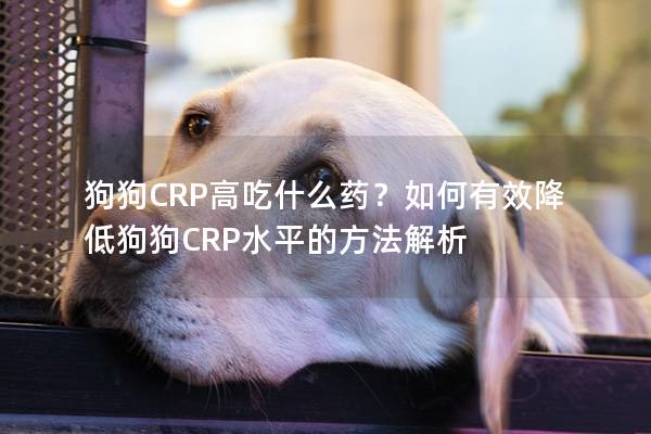 狗狗CRP高吃什么药？如何有效降低狗狗CRP水平的方法解析