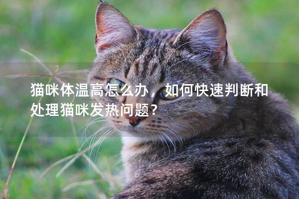 猫咪体温高怎么办，如何快速判断和处理猫咪发热问题？