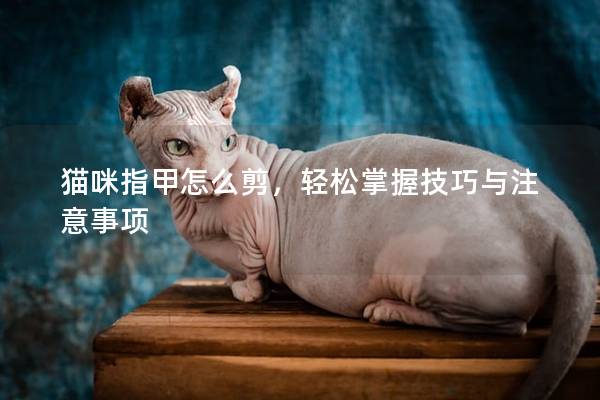 猫咪指甲怎么剪，轻松掌握技巧与注意事项