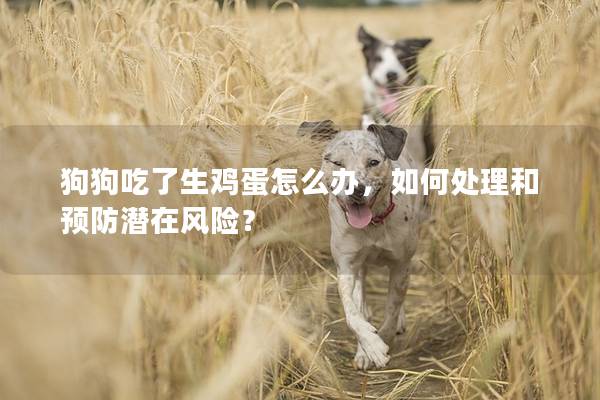 狗狗吃了生鸡蛋怎么办，如何处理和预防潜在风险？