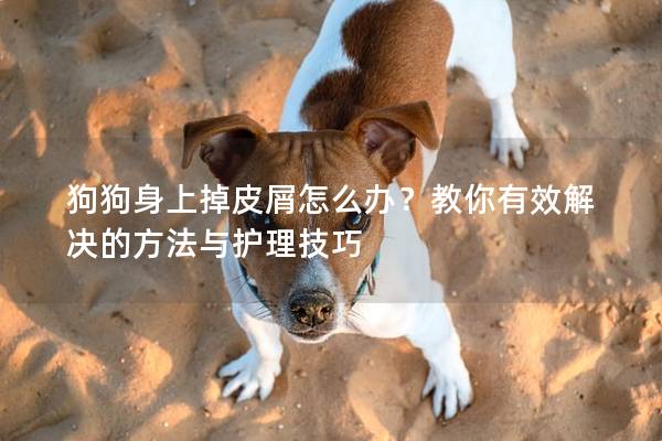 狗狗身上掉皮屑怎么办？教你有效解决的方法与护理技巧