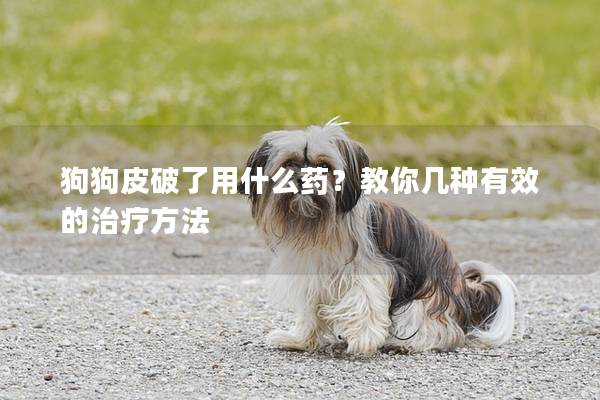 狗狗皮破了用什么药？教你几种有效的治疗方法