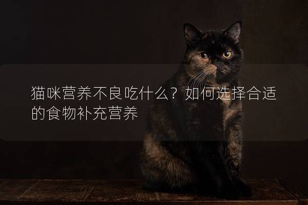 猫咪营养不良吃什么？如何选择合适的食物补充营养