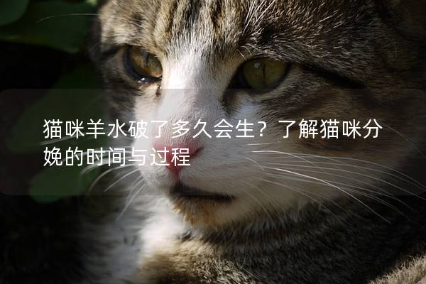 猫咪羊水破了多久会生？了解猫咪分娩的时间与过程