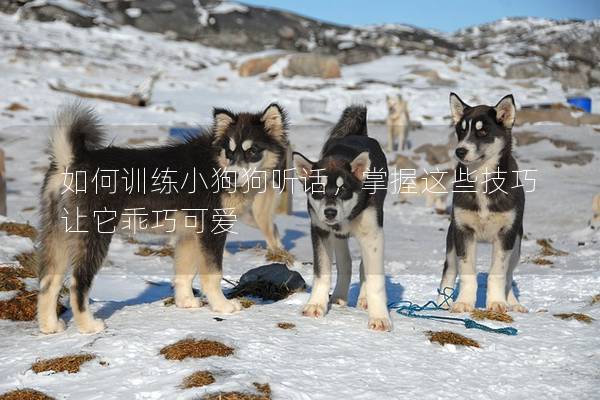 如何训练小狗狗听话，掌握这些技巧让它乖巧可爱