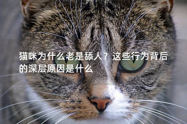 猫咪为什么老是舔人？这些行为背后的深层原因是什么