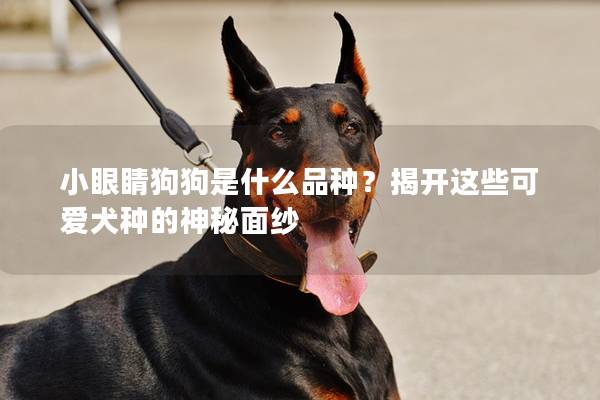 小眼睛狗狗是什么品种？揭开这些可爱犬种的神秘面纱