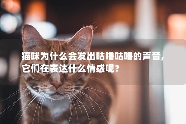 猫咪为什么会发出咕噜咕噜的声音,它们在表达什么情感呢？