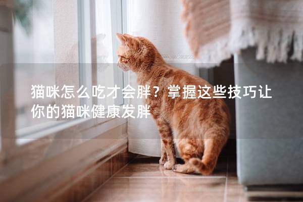 猫咪怎么吃才会胖？掌握这些技巧让你的猫咪健康发胖