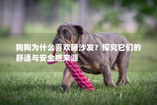 狗狗为什么喜欢睡沙发？探究它们的舒适与安全感来源