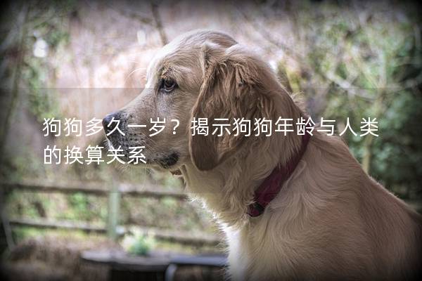 狗狗多久一岁？揭示狗狗年龄与人类的换算关系