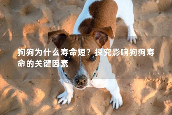 狗狗为什么寿命短？探究影响狗狗寿命的关键因素