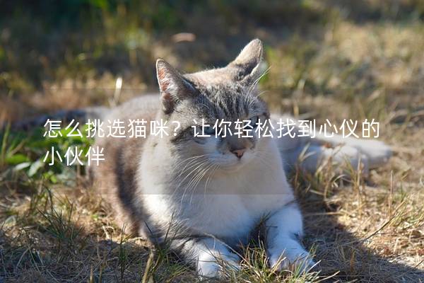 怎么挑选猫咪？让你轻松找到心仪的小伙伴