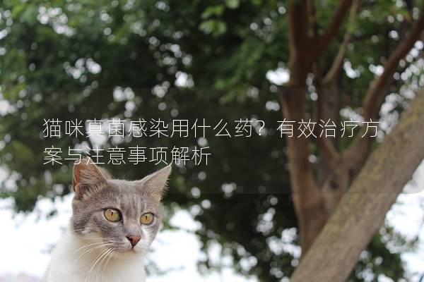 猫咪真菌感染用什么药？有效治疗方案与注意事项解析