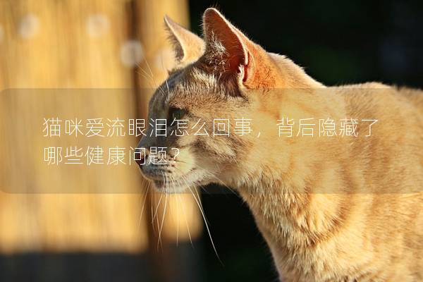 猫咪爱流眼泪怎么回事，背后隐藏了哪些健康问题？