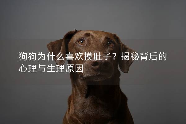 狗狗为什么喜欢摸肚子？揭秘背后的心理与生理原因