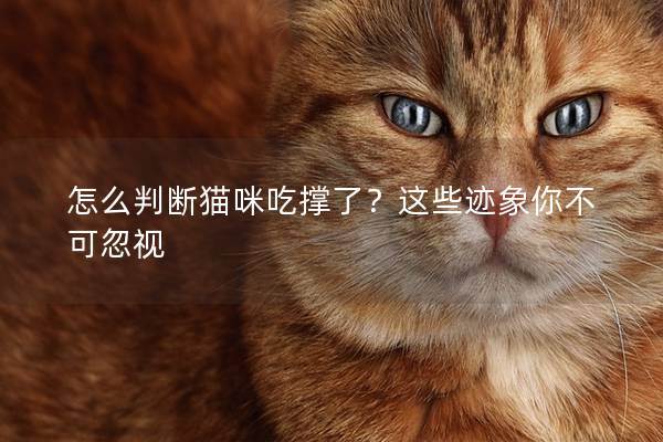 怎么判断猫咪吃撑了？这些迹象你不可忽视