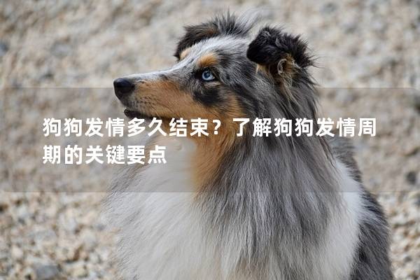 狗狗发情多久结束？了解狗狗发情周期的关键要点