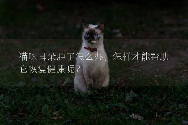 猫咪耳朵肿了怎么办，怎样才能帮助它恢复健康呢？