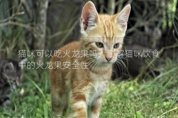 猫咪可以吃火龙果吗？了解猫咪饮食中的火龙果安全性