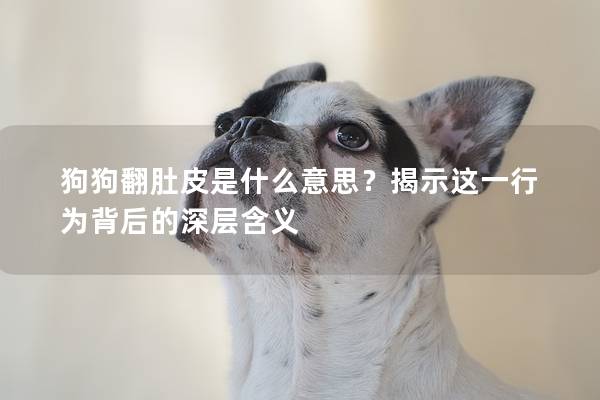 狗狗翻肚皮是什么意思？揭示这一行为背后的深层含义