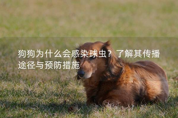 狗狗为什么会感染球虫？了解其传播途径与预防措施