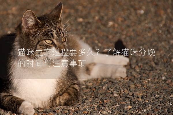 猫咪生产过程要多久？了解猫咪分娩的时间与注意事项