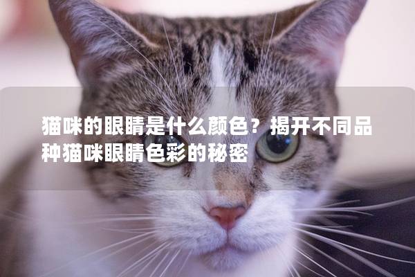 猫咪的眼睛是什么颜色？揭开不同品种猫咪眼睛色彩的秘密