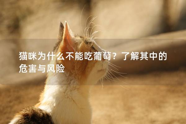 猫咪为什么不能吃葡萄？了解其中的危害与风险