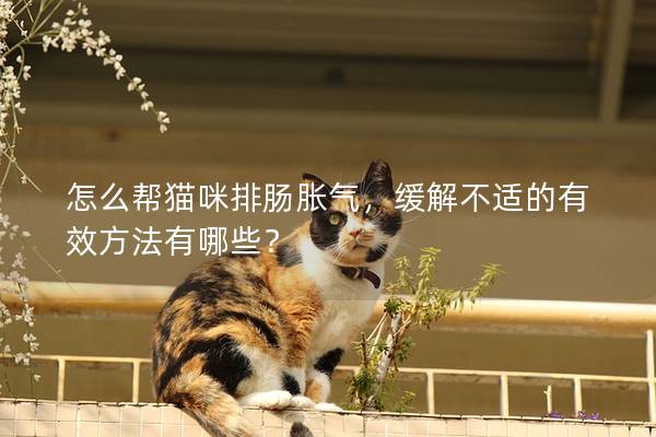 怎么帮猫咪排肠胀气，缓解不适的有效方法有哪些？