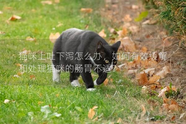 猫咪上吐下泻怎么办，如何有效缓解和处理猫咪的肠胃不适？