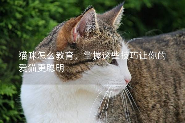 猫咪怎么教育，掌握这些技巧让你的爱猫更聪明