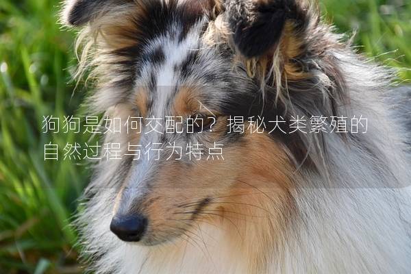 狗狗是如何交配的？揭秘犬类繁殖的自然过程与行为特点